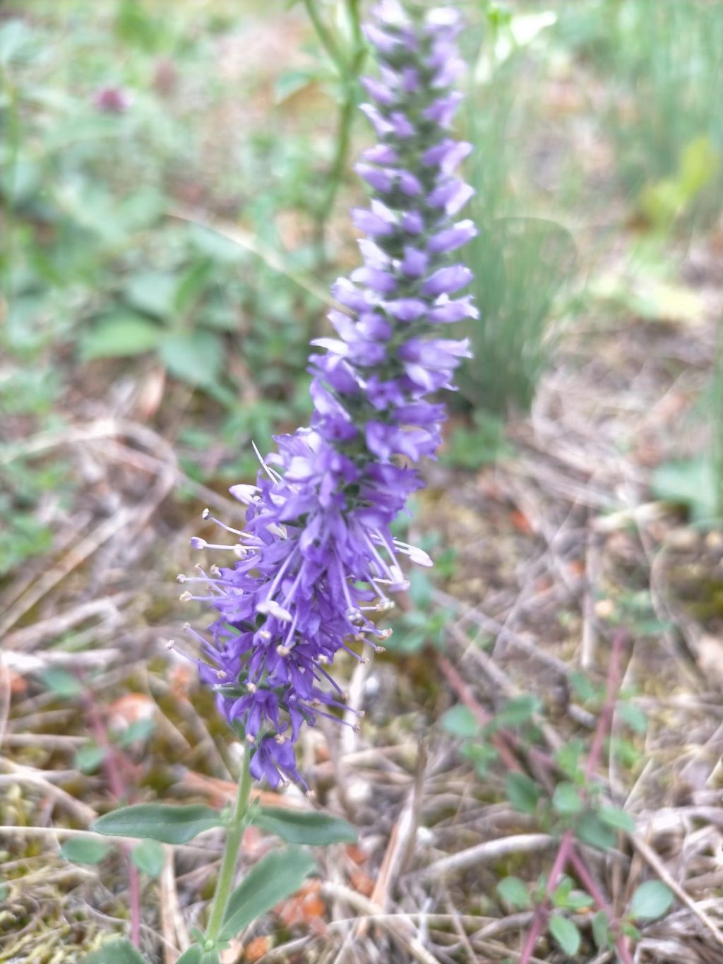 quale Veronica?  Veronica spicata